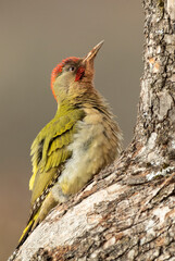 Adult male Green woodpecker in an oak and beech forest with heavy snowfall on a cold winter day