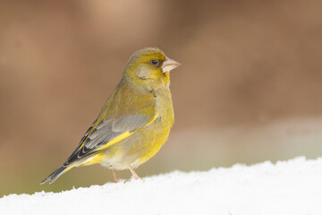 Male European greenfinch in an oak forest looking for food after a heavy snowfall on a cold January day