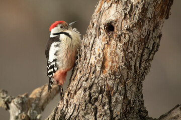 Adult male Middle spotted woodpecker searching for food in snowy oak forest in winter at first...
