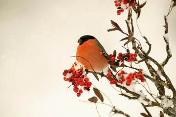 Eurasian bullfinch with the last light of day in a snowy oak forest in a very cold winter
