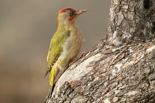 Adult male Green woodpecker searching for food in a snowy oak forest in winter, with the last light of the evening