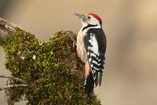Adult male Middle spotted woodpecker searching for food in snowy oak forest in winter at first light on a January day
