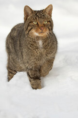 Wildcat male in the snow looking for food on a very cold January day, snowing, in an oak forest