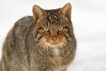Wildcat male in the snow looking for food on a very cold January day, snowing, in an oak forest