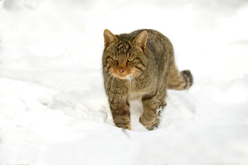 Wildcat male in the snow looking for food on a very cold January day, snowing, in an oak forest