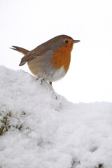 European robin eating red berries in an oak forest under a heavy snowfall on a cold January day