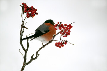 Eurasian bullfinch male in a mountain oak forest with heavy snowfall at first light of day