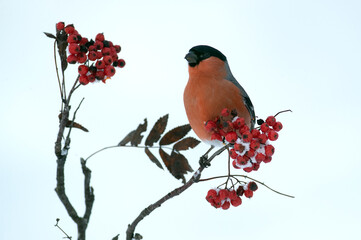 Eurasian bullfinch male eating berries in an oak forest under a heavy snowfall in January