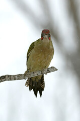 Green woodpecker male on a very cold and snowing day with the first light of day in an oak forest