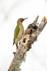 Adult male Green woodpecker in an oak and beech forest with heavy snowfall on a cold winter day