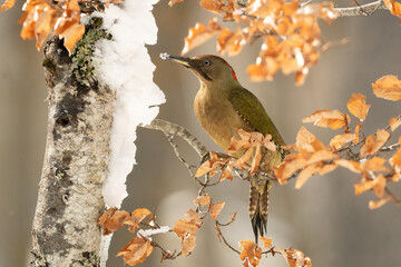 Adult female Green woodpecker searching for food in snowy oak forest in winter with the last light of a January day