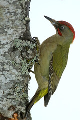 Adult male Green woodpecker searching for food in a snowy oak forest in winter, with the last light of the evening