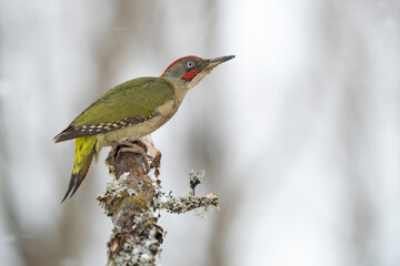 Green woodpecker male on a cold winter day with a heavy snowfall inside an oak forest.