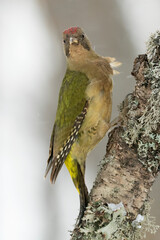 Adult female of Green woodpecker in an oak forest in northern Spain with the last lights of a cold snowing January day