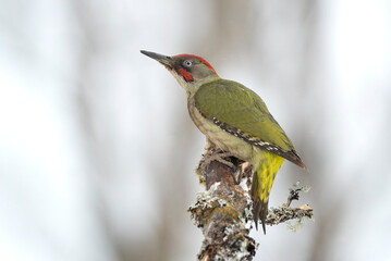Green woodpecker male on a cold winter day with a heavy snowfall inside an oak forest.