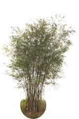 Bamboo tree isolated on white background.