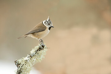 Crested tit on a very cold January day, snowing, with the last light of the afternoon in an oak forest