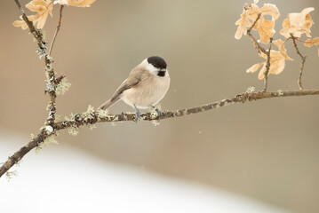 Fototapeta premium Marsh tit in a snowy oak forest in winter with the first light of the morning