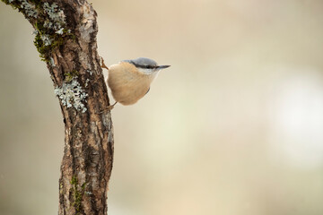 Eurasian nuthatch in a snowy oak forest in winter with the first light of the morning looking for food