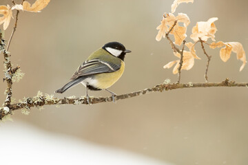 Great tit in a snowy oak forest in winter, with the last light of the evening