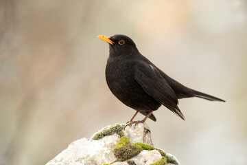 Common blackbird in a snowy oak forest on a cold winter day with the first light of day