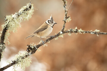 Crested tit in a snowy oak forest in winter with the first light of the morning