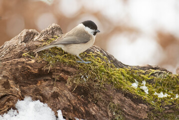 Marsh tit in a snowy oak forest in winter with the first light of the morning