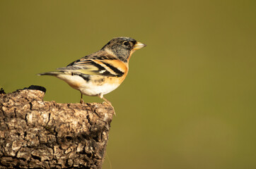 Brambling male on a very cold January day, snowing, with the first light in an oak forest