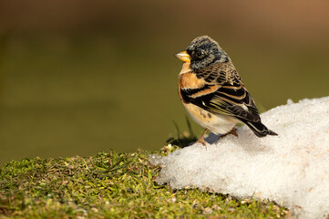 Brambling male on a very cold January day, snowing, with the first light in an oak forest