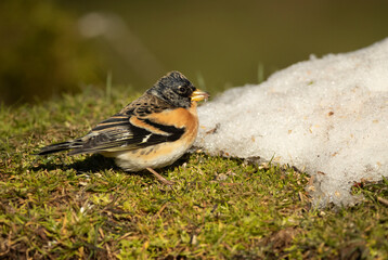 Brambling male on a very cold January day, snowing, with the first light in an oak forest