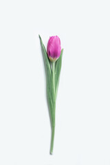 Beautiful tender spring tulip isolated on white background.