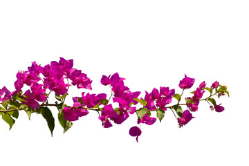 Bougainvilleas isolated on white background. Paper flower . Save with Clipping path . - obrazy, fototapety, plakaty