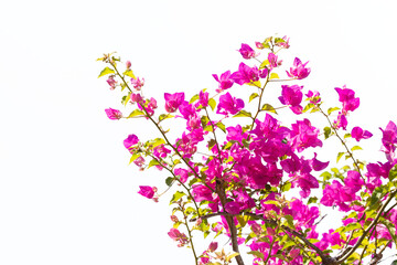 Bougainvilleas isolated on white background. Paper flower . Save with Clipping path .