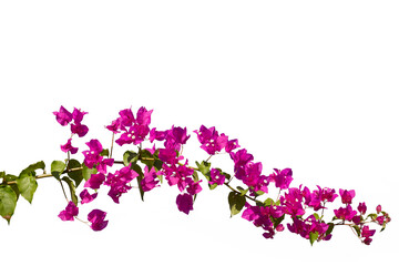 Bougainvilleas isolated on white background. Paper flower . Save with Clipping path . - 579436190