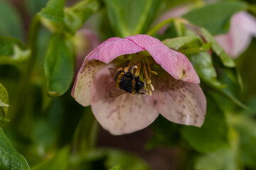 buff tailed bumblebee collecting pollen from hellibore Christmas Rose