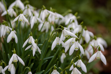 White bell shaped flowers of Snowdrops Galanthus nivalis