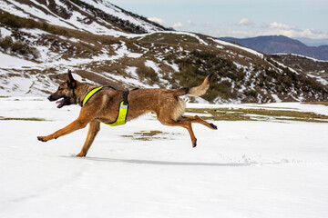 Belgian Malinois breed dog running in the snowy mountains of Asturias