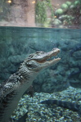 Obraz premium Crocodile