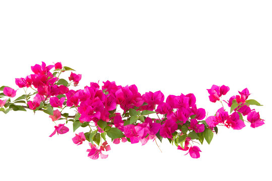 Bougainvilleas isolated on white background. Paper flower . Save with Clipping path .