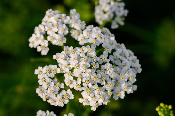 Achillea millefolium Meadow flowers of yarrow, close-up. Medicinal herbs, yarrow, hemostatic agent.