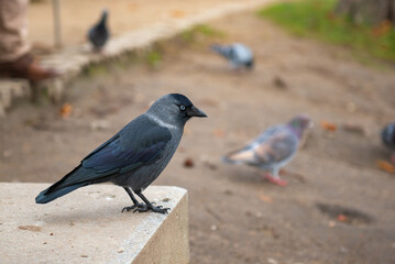 black with gray bird sitting on the edge of a sharp stone