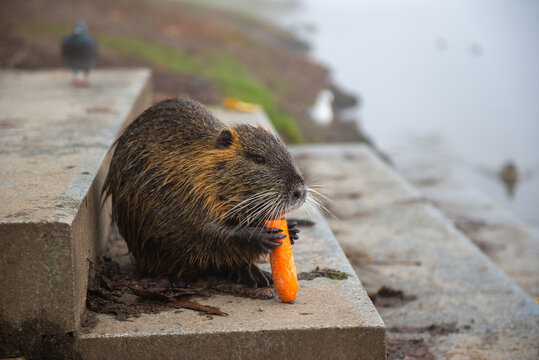 one brown beaver eats orange carrots