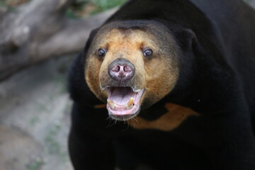 Sun bear with open mouth