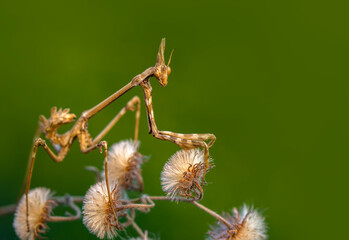 Close up of pair of Beautiful European mantis ( Mantis religiosa )