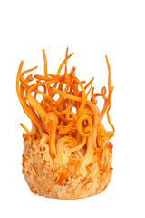 Cordyceps militaris isolated on white background.Healthier choice concept.Save with clipping path.
- 579441564