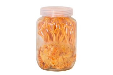 Cordyceps militaris isolated on white background.Healthier choice concept.Save with clipping path.
