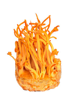 Cordyceps militaris isolated on white background.Healthier choice concept.Save with clipping path.
