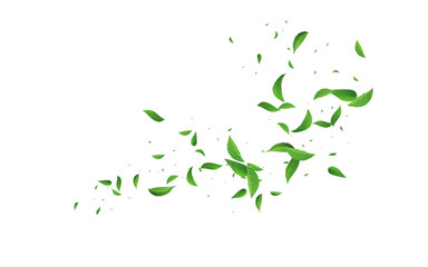 Fototapeta na wymiar Olive Leaves Forest Vector White Background