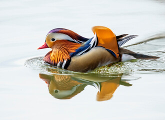 mandarynka kolorowa tęczowa kaczka w wodzie pływa