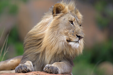 Male lion resting on a rocky hill looking over Nkomazi game reserve at Badplaas in South Africa